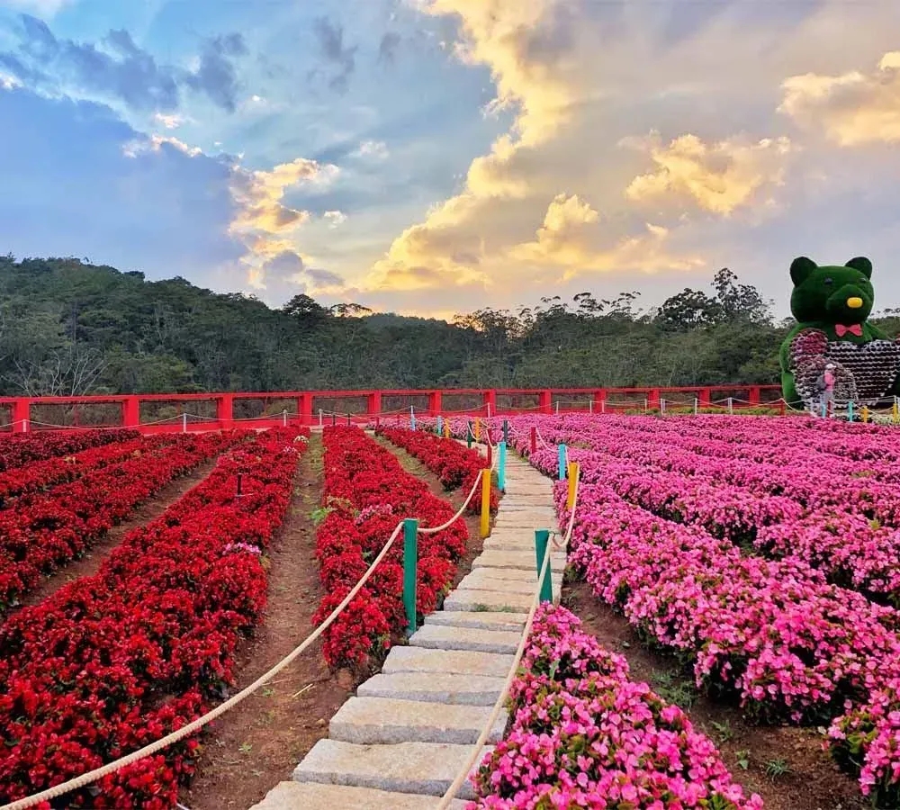 Ảnh 1 - lịch trình khám phá Ðà Lạt, VN - Tripical | Travel planner App