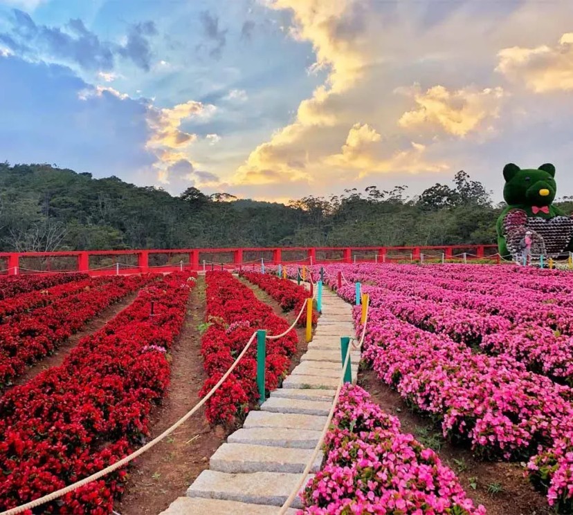 Ảnh chính Trip số 0 - lịch trình 2N1Đ "bao trọn" Đà Lạt | Ngắm mây Lưng Đồi, checkin biệt thự hoa hồng và làng hoa Vạn Thành 