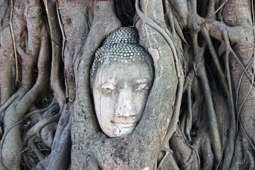 Ảnh chính Trip số 8 - lịch trình 1 ngày trải nghiệm Ayutthaya - THÀNH CỔ hoàng kim một thời của Thái Lan [Đi từ Don Mueang]