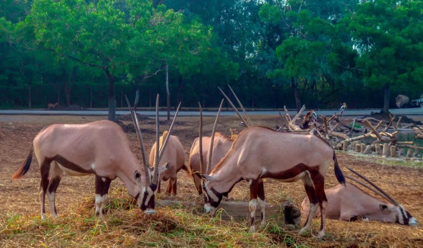 Ảnh 7 - lịch trình Safari World - Marine Park | 1 ngày sống trong thế giới HOANG DÃ [Bangkok, Thái Lan] - Tripical | Travel planner App