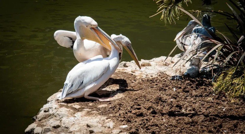 Ảnh chính Trip số 8 - lịch trình Safari World - Marine Park | 1 ngày sống trong thế giới HOANG DÃ [Bangkok, Thái Lan]