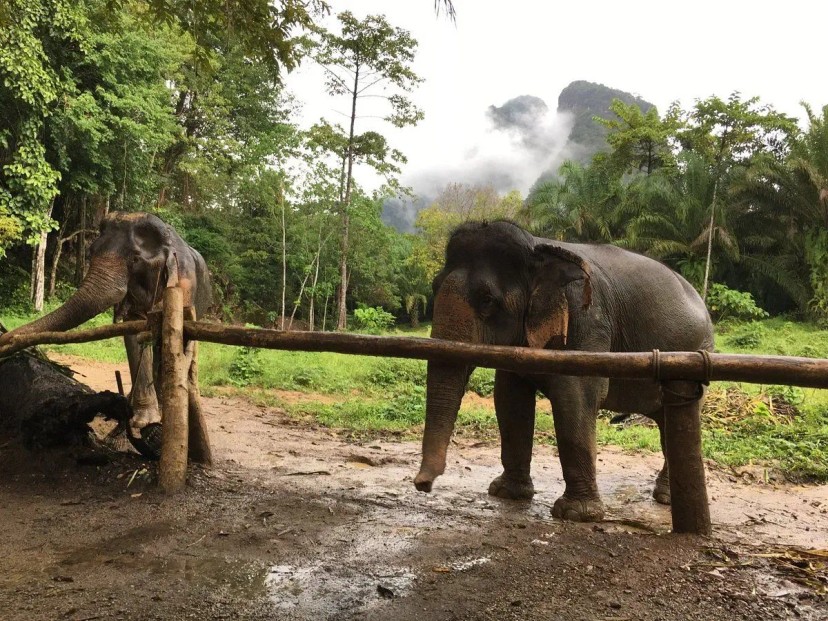 Ảnh 4 - lịch trình Khao Lak PHIÊU LƯU  KÝ 2 ngày 1 đêm | Thiên nhiên kỳ vĩ của hòn đảo thuộc tỉnh Phuket [Thái Lan] - Tripical | Travel planner App