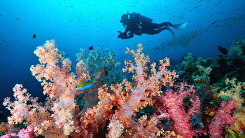 Ảnh 2 - lịch trình Đảo Similan 2 ngày 1 đêm | Cháy hết mình với những môn THỂ THAO BIỂN [Phuket, Thái Lan] - Tripical | Travel planner App