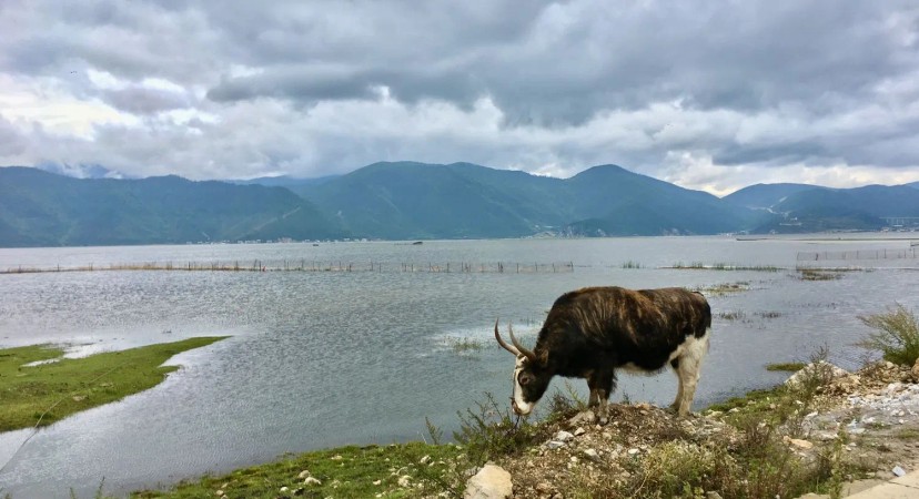 Ảnh 2 - lịch trình Lịch trình 1 ngày khám phá tu viện phật giáo Tây Tạng ở Shangri-la Lệ Giang - Tripical | Travel planner App